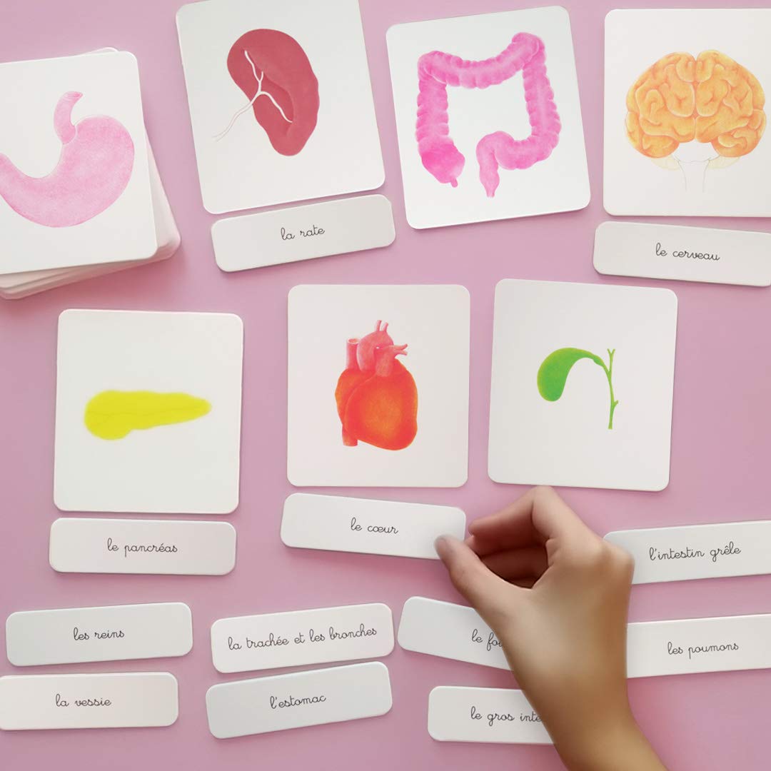 Coffret Montessori du corps humain pour enfants de 6 à 9 ans – Image 3