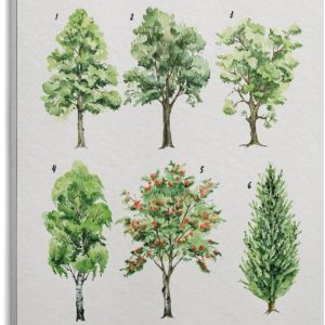 Poster éducatif Montessori sur les arbres et plantes vertes